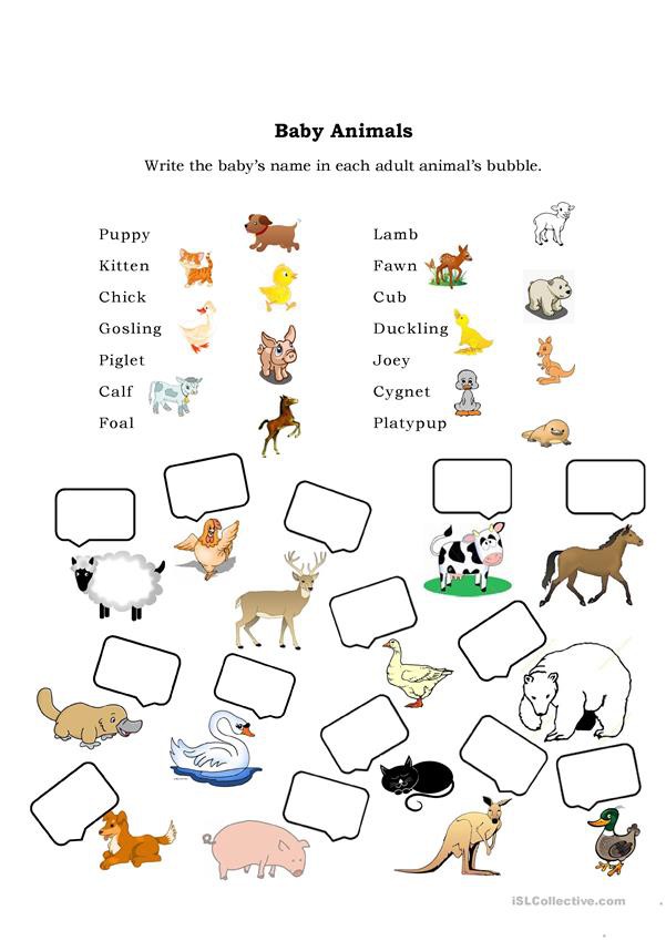 Baby Animals Names Worksheets 99Worksheets