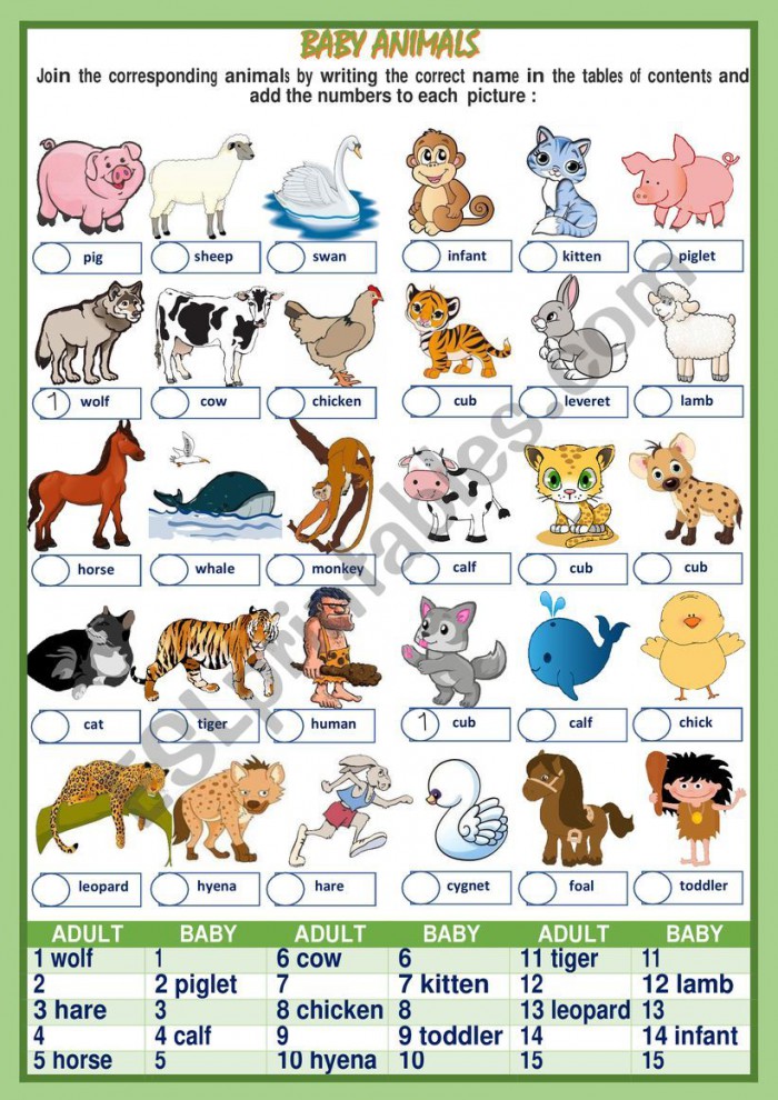 Baby Animals Names Worksheets | 99Worksheets