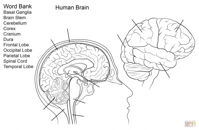 Human Anatomy: Brain Worksheets | 99Worksheets