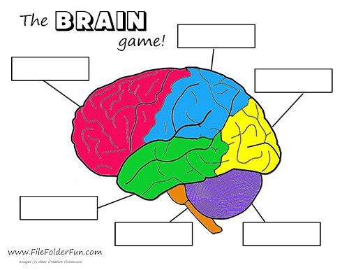 Brain Crafts And Activities
