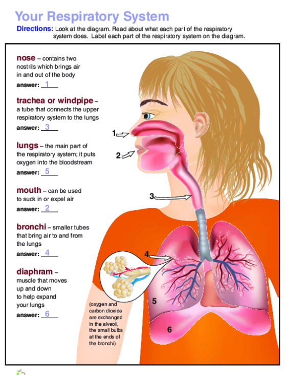 Breathe In  Breathe Out The Respiratory System