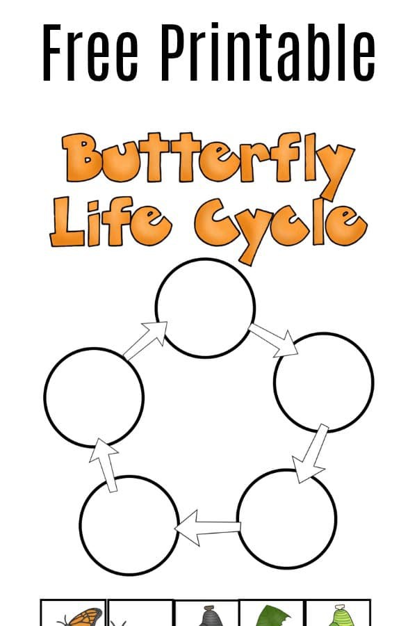 Life Cycle Of A Butterfly Worksheets 99Worksheets