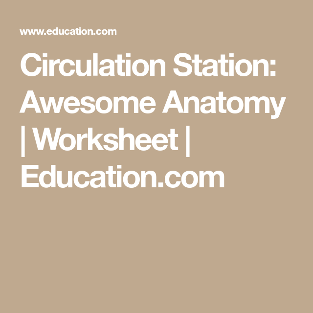 Circulation Station Awesome Anatomy