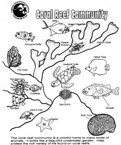 Coral Reef Animals And Plants