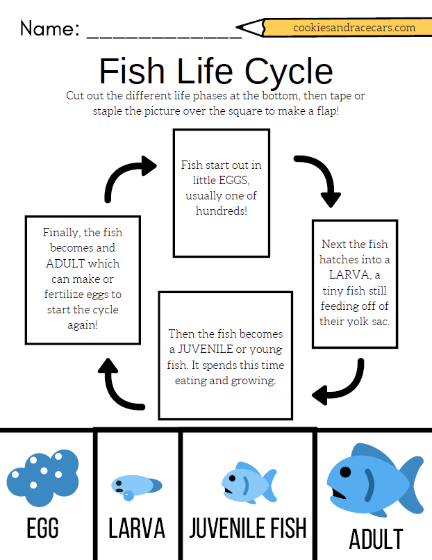 fishy-counting-worksheets-99worksheets