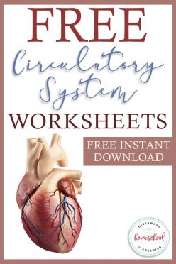 Circulation Station: Awesome Anatomy