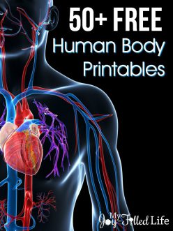 Organ Anatomy Scramble