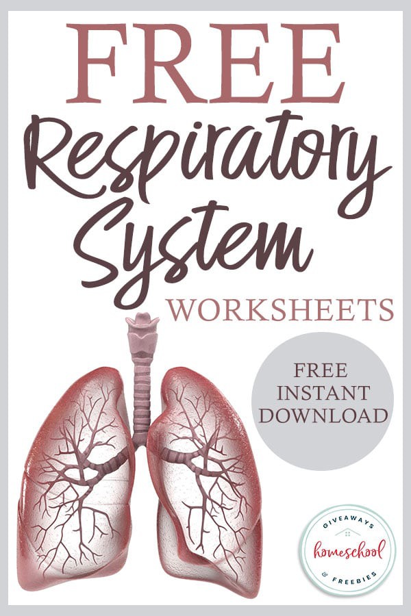 Free Respiratory System Worksheets With Instant Download