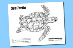 Sea Turtle Facts