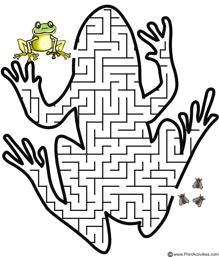 Frog Maze Teach The Frog The Way Through The Maze To The Flies