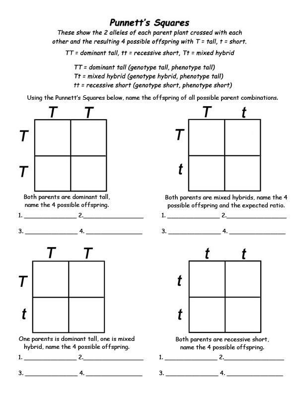 Printable Punnett Square Practice Worksheet 