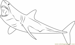 Great White Shark Coloring Page