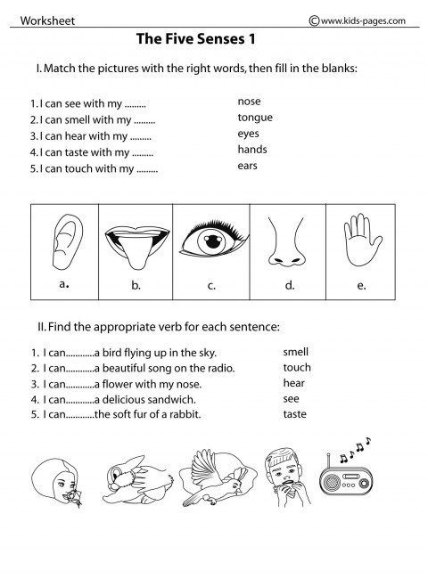 Image Result For  Senses Preschool Printables
