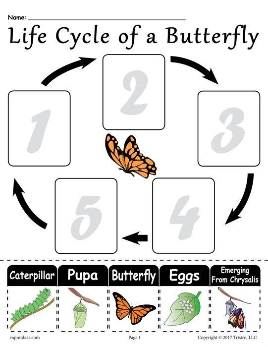 Life Cycle Of A Butterfly Printable Worksheet With Images