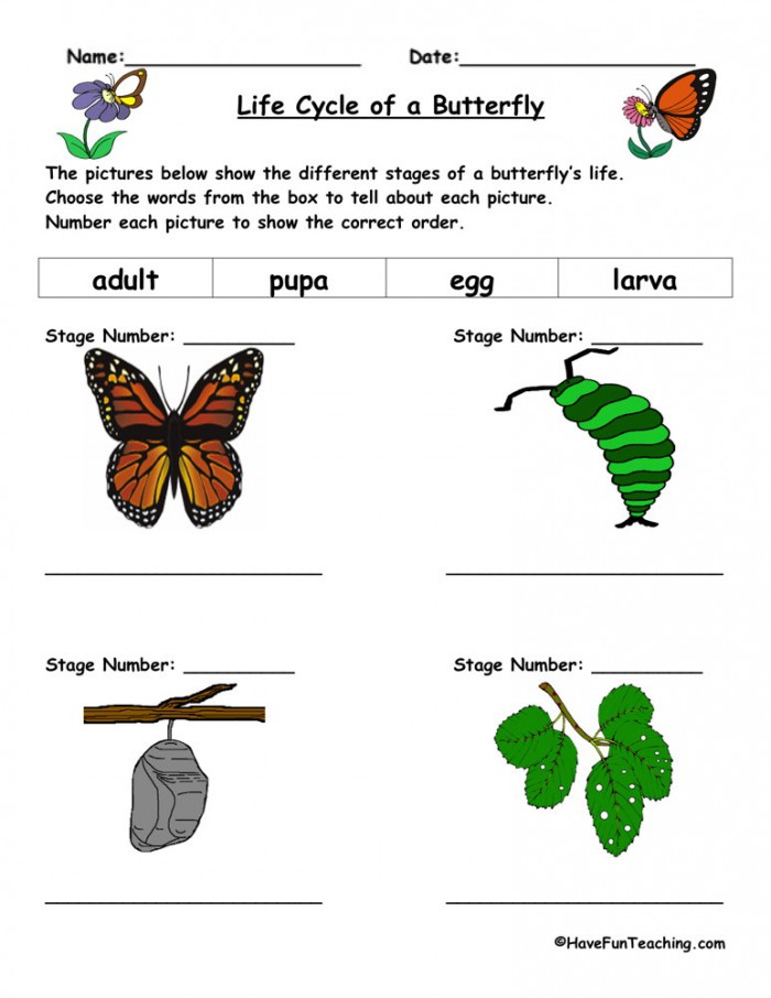 Life Cycle Of A Butterfly Worksheet  Have Fun Teaching