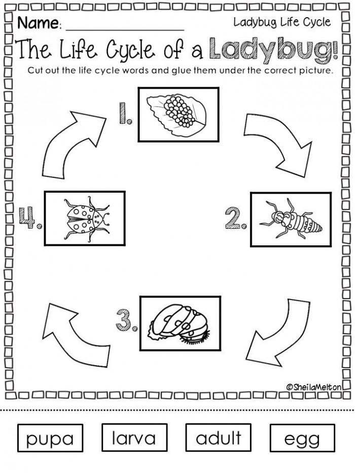 Ladybug Life Cycle Worksheets 99Worksheets