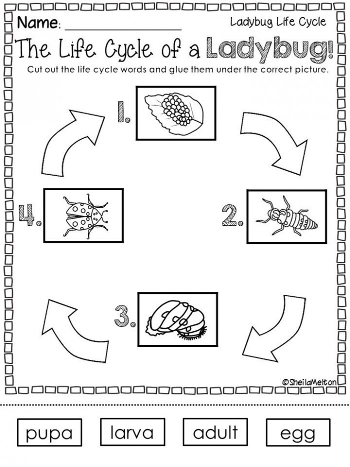 ladybug-life-cycle-worksheets-99worksheets