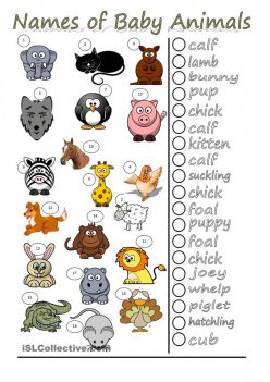 Baby Animals Names