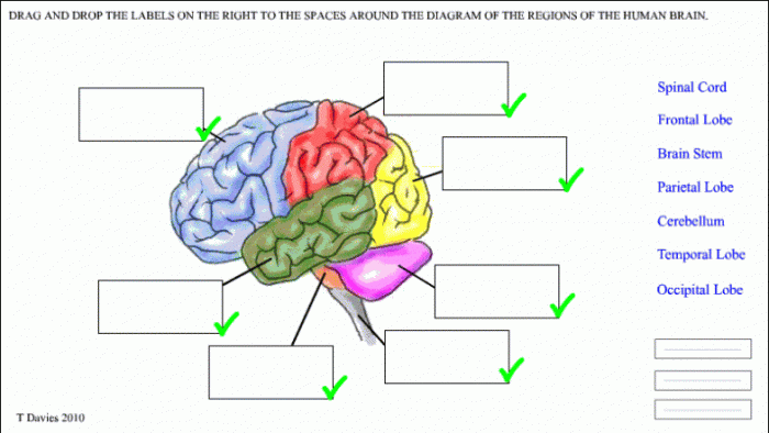 Parts Of The Brain Worksheets