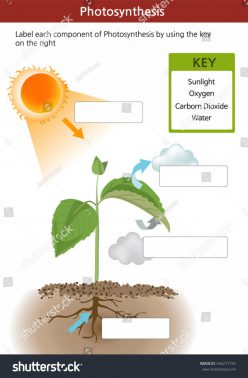 Photosynthesis Fill-In-The-Blank