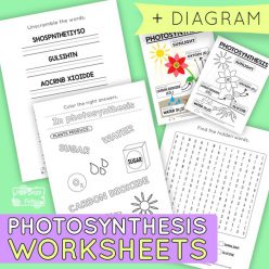 Photosynthesis For Kids