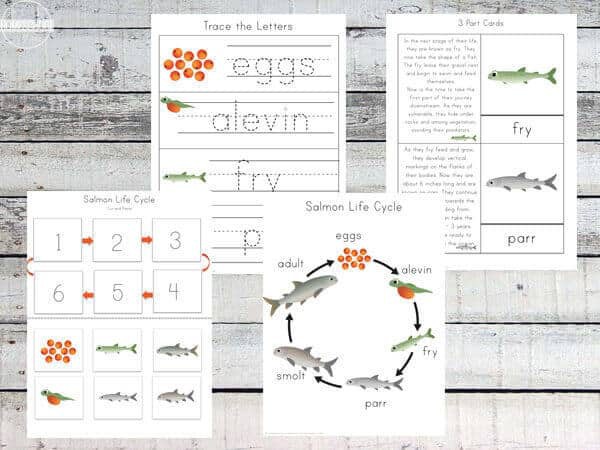 Salmon Life Cycle Worksheet