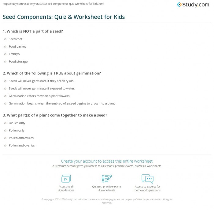 Seed Components Quiz   Worksheet For Kids