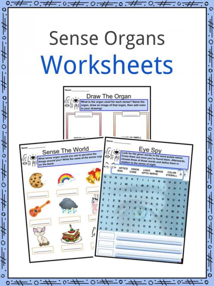 Sense Organs Facts  Worksheets   Five Senses For Kids