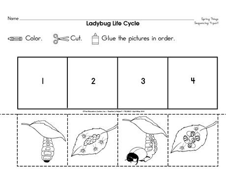 ladybug life cycle worksheets