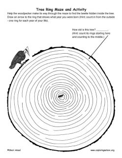 Tree Rings