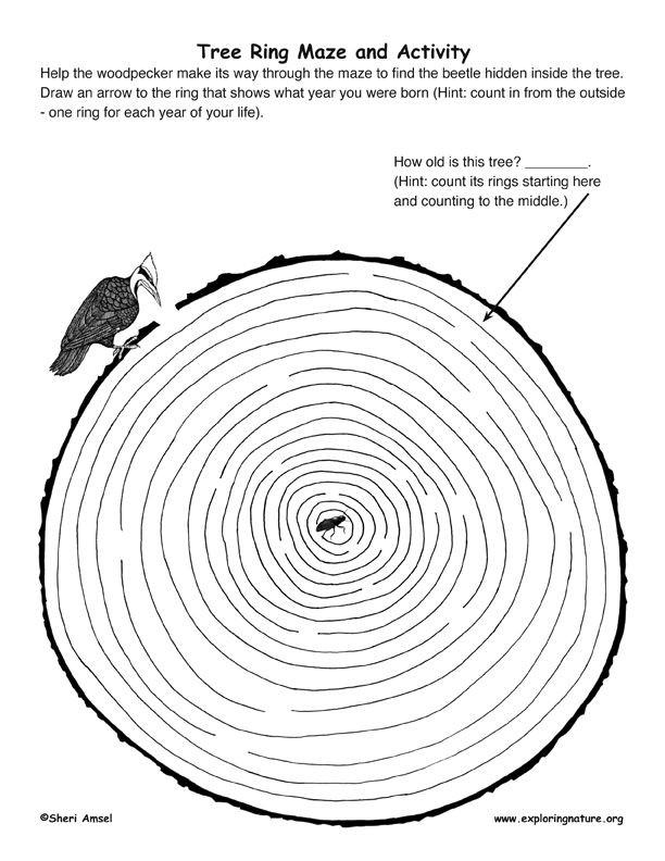 Tree Ring Maze  Httpwwwexploringnatureorgdbdetailphpdbid