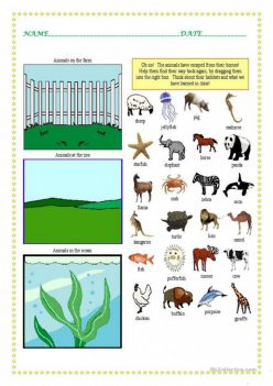 Where Do Animals Live?