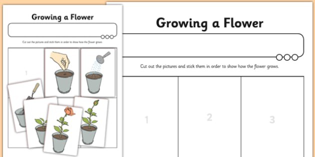 Worksheet  Worksheet Growing A Flower Teacher Made