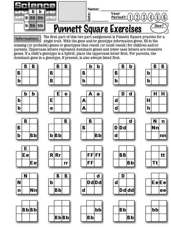 Punnett Squares Worksheet With Answers Key
