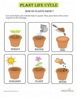How Does A Flower Grow?