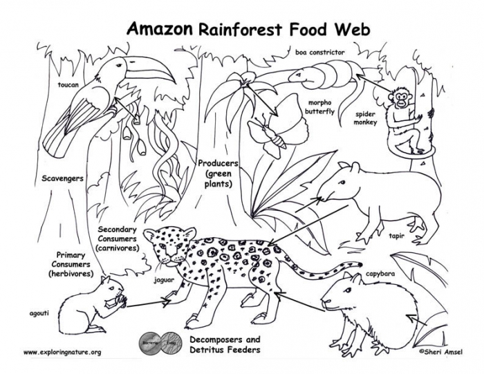 Rainforest Food Chain Worksheets 99Worksheets rainforest-food-chain-worksheets-99worksheets