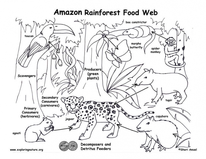 rainforest-food-chain-worksheets-99worksheets