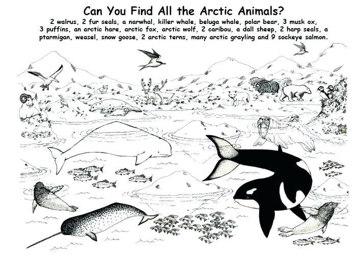 Antarctica Coloring Page Antarctic Animals Coloring Pages Pages