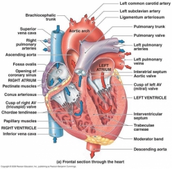Human Body Diagram