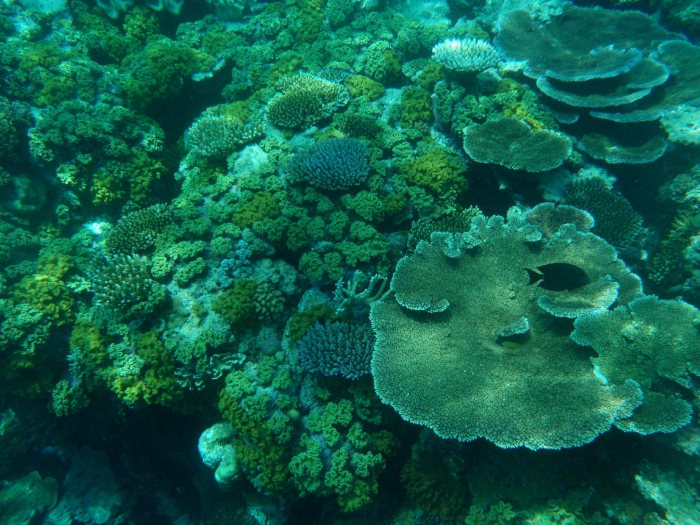 Coral Reefs Ecosystems Full Of Life