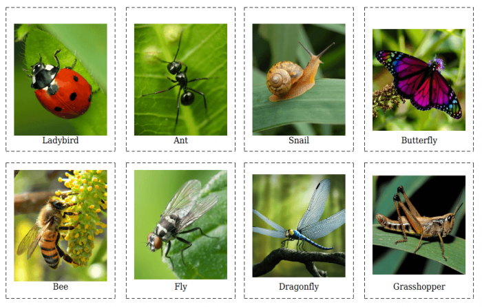 Insect Flashcards Worksheets | 99Worksheets