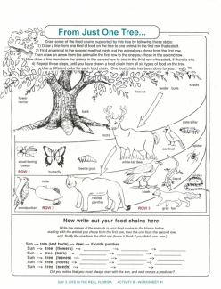 Food From Trees