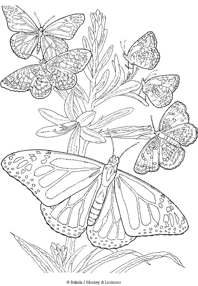 Free Printable Adult Butterfly Coloring Page