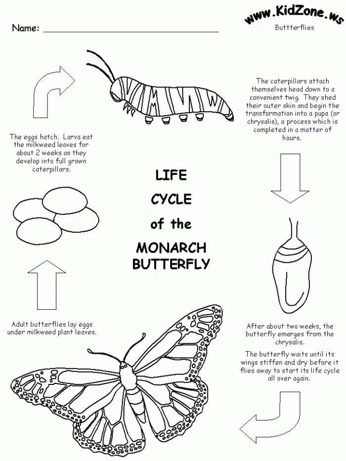 Free Printable Life Cycle Of The Monarch Butterfly