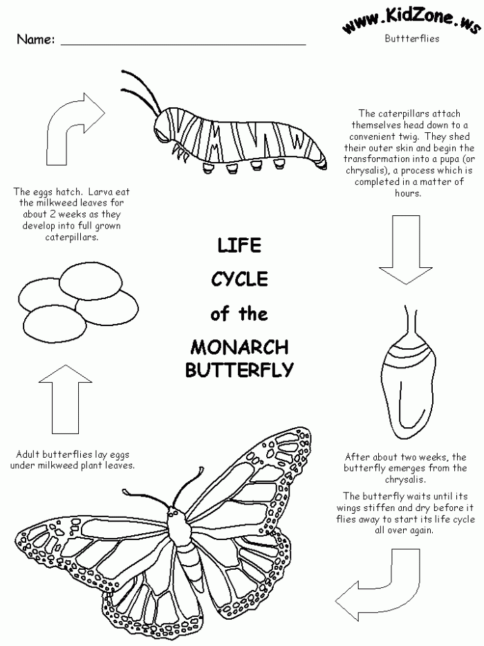 draw-the-life-cycle-of-a-butterfly-worksheets-99worksheets