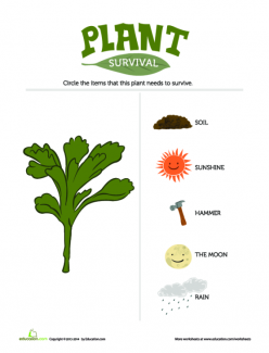 Plant Survival