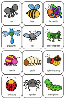 Insect Flashcards