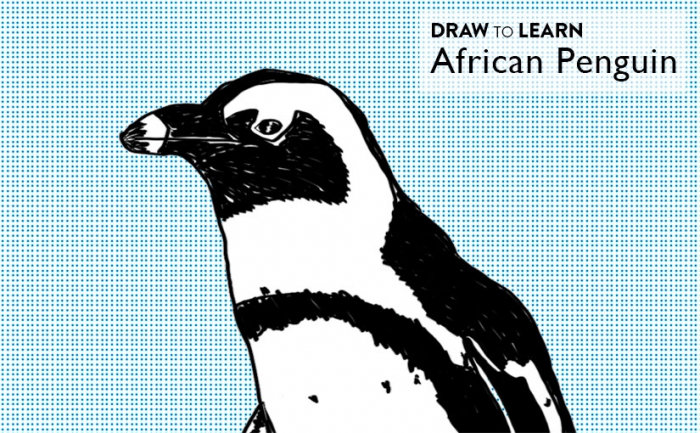 How To Draw An African Penguin