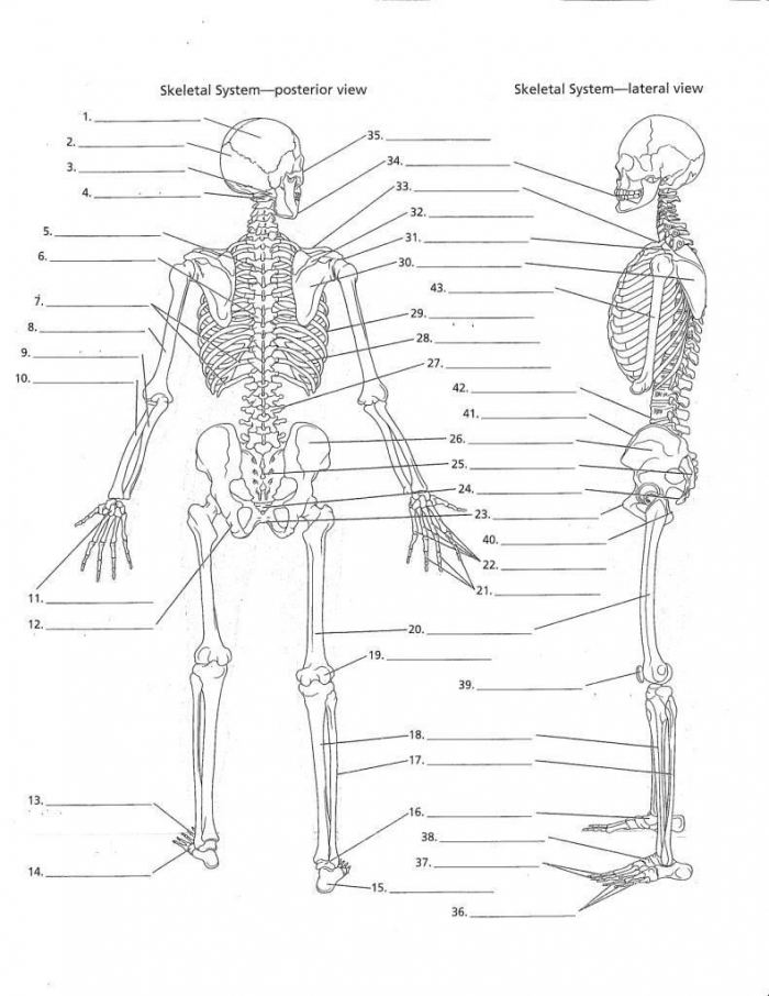 human-body-diagram-worksheets-99worksheets