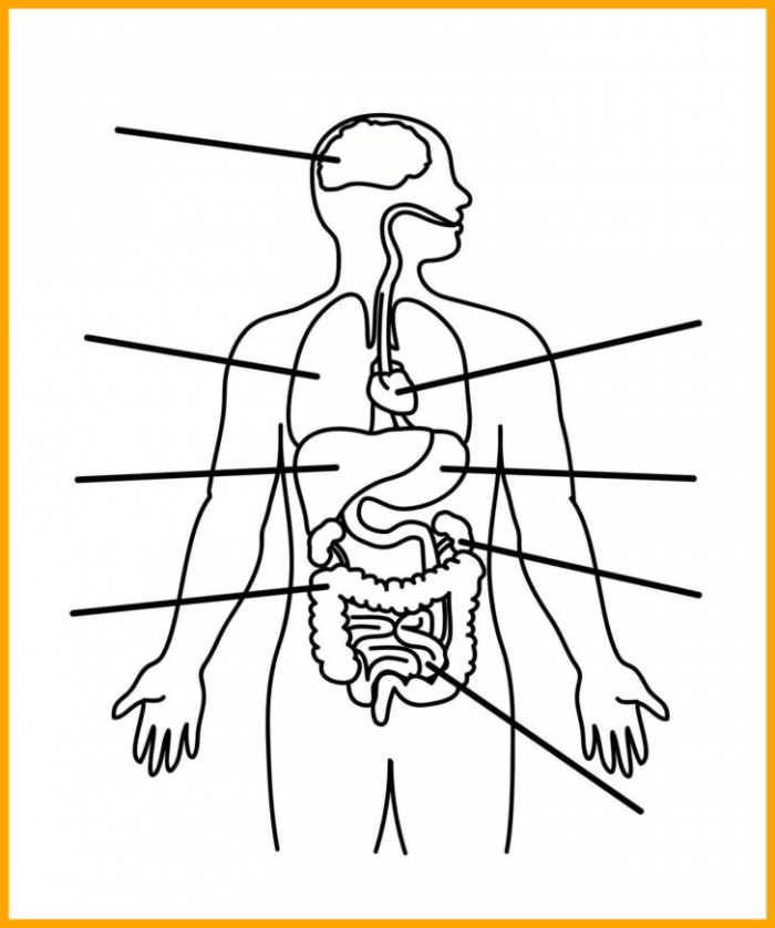 Human Body Diagram Worksheets 99Worksheets